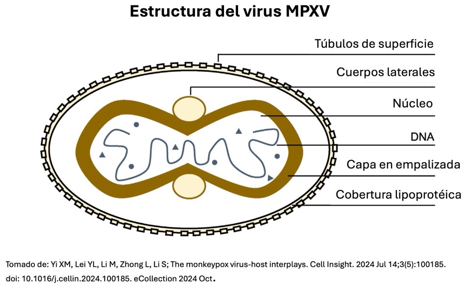 Figura 2. Estructura del virus MPXV. Imagen modificada a partir de material publicado.